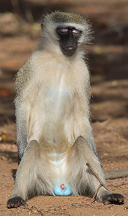 Vervet monkey Letaba